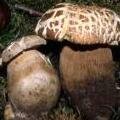 Funghi_Aut Nicola Sitta