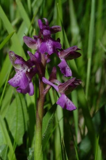 Orchis morio
